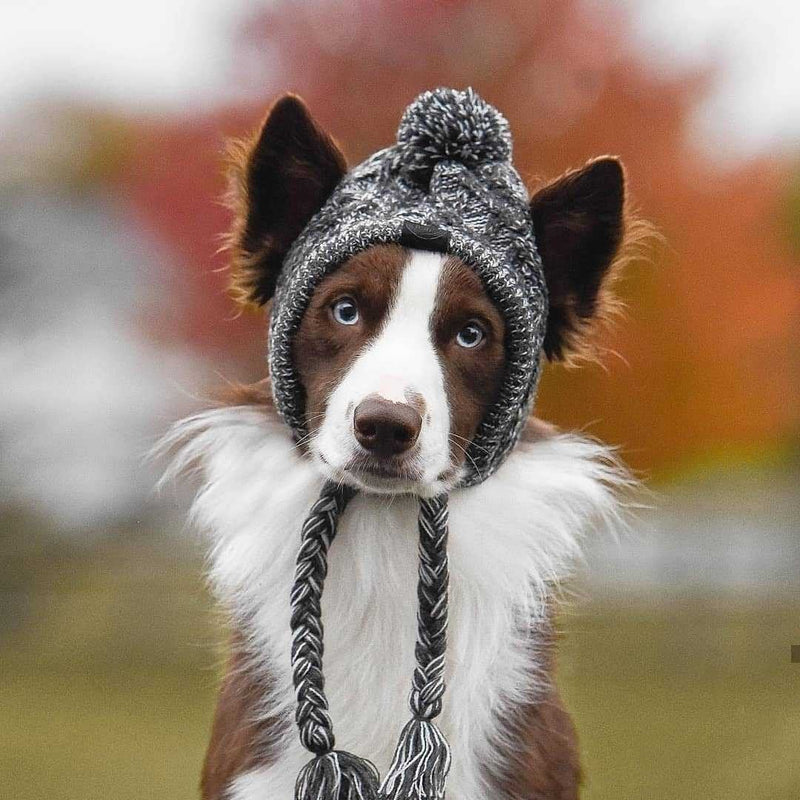 Dog hats for fashion dogs